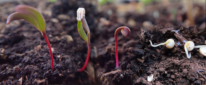 Nascencia de una planta de quinua.