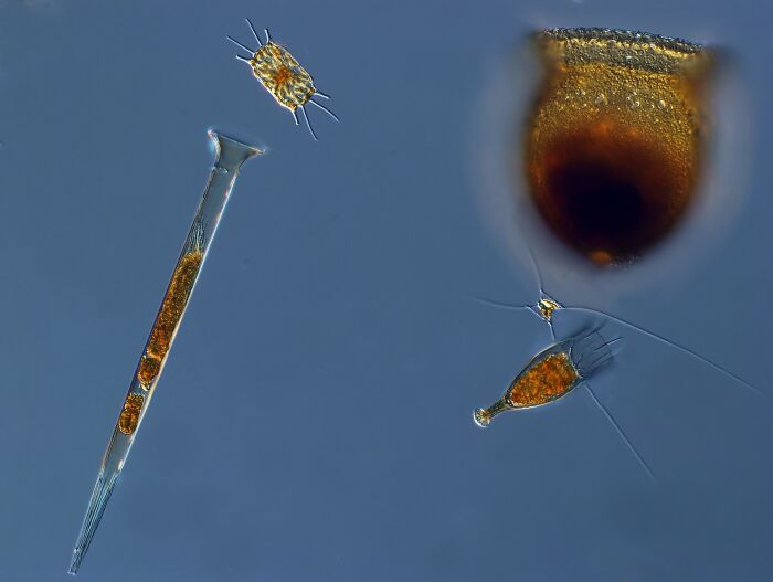 Protistas planctnicos: plantas y herbvoros. Los dos protistas amarillentos son diatomeas (plantas) mientras que las formas de vida marrones son tintnidos (herbvoros). Ejemplos de diversidad morfolgica de protistas. Muestra de una estopa de red de plancton en la baha de Villefranche el 25 de enero de 2011. Las dos diatomeas (plantas) y los tres ciliados de tintnidos, que se alimentan de plantas pequeas, tienen formas muy diferentes.