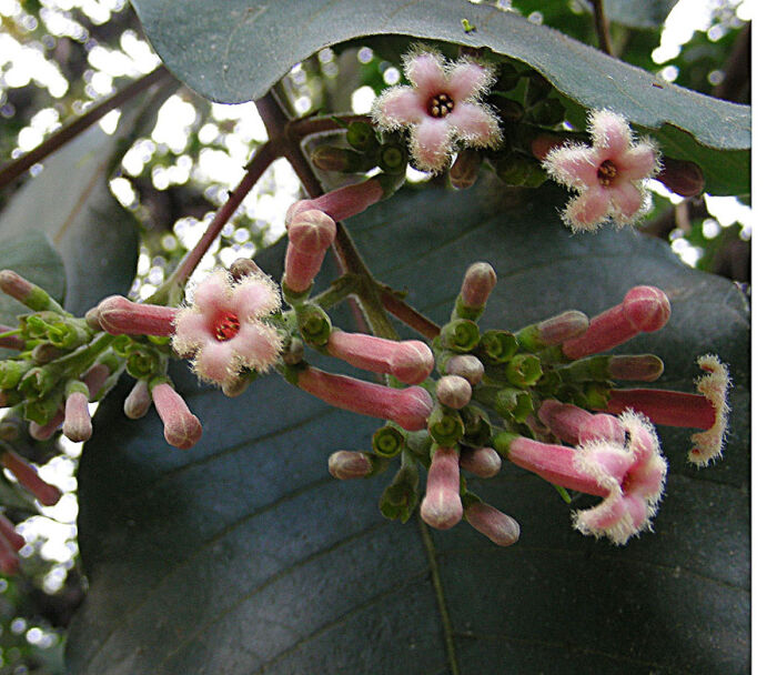 Originario de Costa Rica a Bolivia, conocido como Quino. Plantado ms ampliamente como fuente de quinina