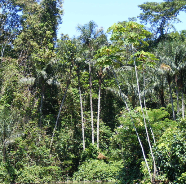 Los ecosistemas de la selva tropical son ricos en biodiversidad