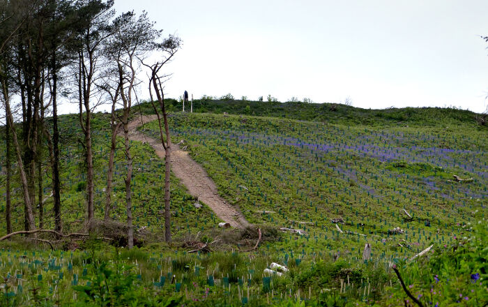 reforestacin