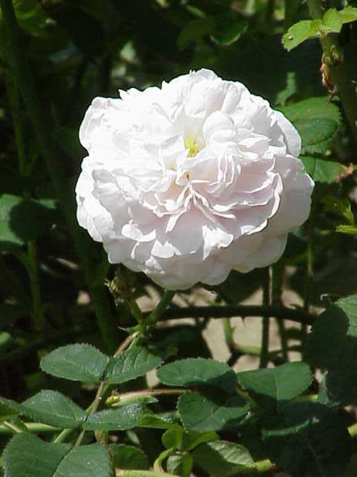 rosal blanco