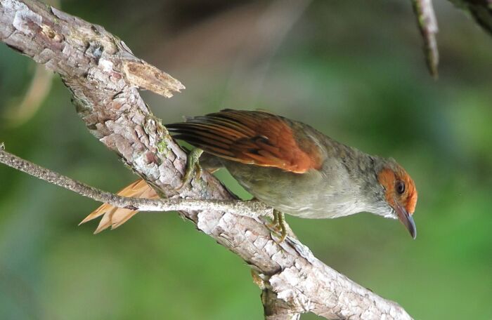 Chamicero rubicundo