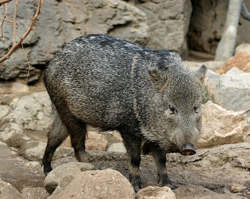 Saino, sano, pecar de collar, taitet, coymel, k itam, sajino, coche de monte, chancho rosillo, chcharo o bquiro.