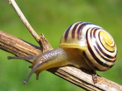 Sapenco: Caracol terrestre verdoso con rayas pardas transversales; alcanza unos 2,50 cm de longitud y es muy comn en Europa meridional. Es poco apreciado.