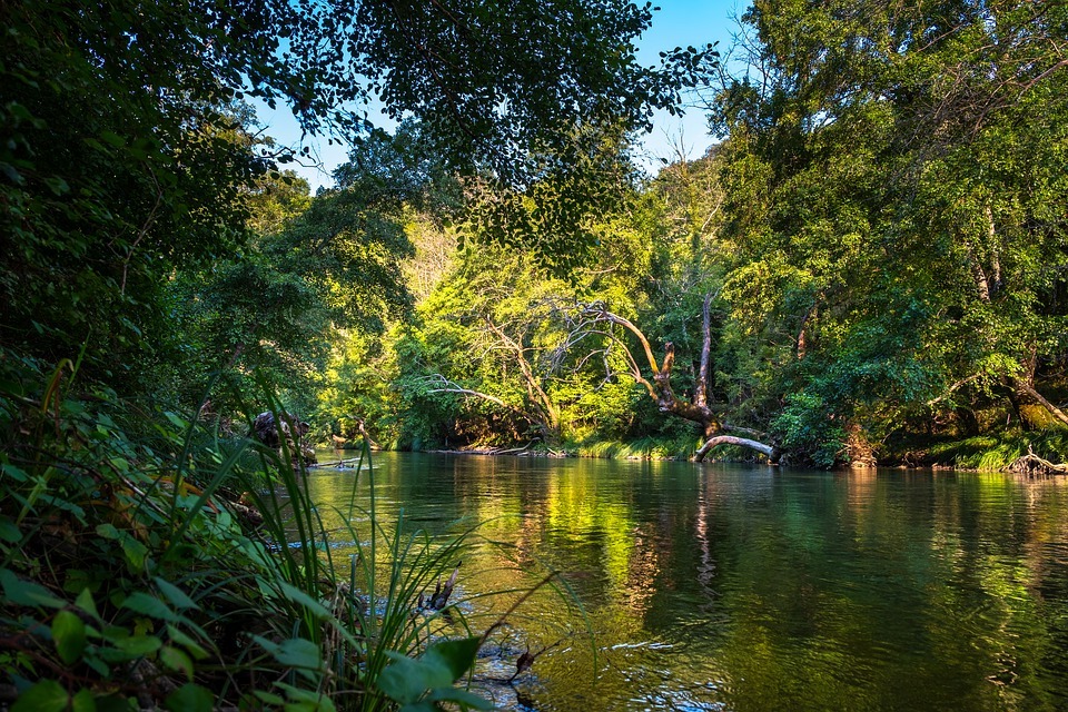 Selva virgen.