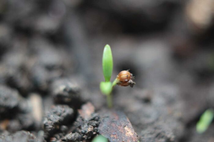 Semilla germinada de cilantro