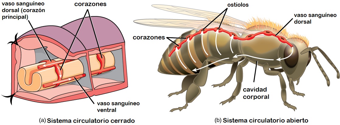 En (a) sistemas circulatorios cerrados, el corazn bombea sangre a travs de vasos que estn separados del lquido intersticial del cuerpo. La mayora de los vertebrados y algunos invertebrados, como esta lombriz anlida, tienen un sistema circulatorio cerrado. En (b) los sistemas circulatorios abiertos, se bombea un lquido llamado hemolinfa a travs de un vaso sanguneo que desemboca en la cavidad corporal. La hemolinfa regresa al vaso sanguneo a travs de aberturas llamados ostiolos. Los artrpodos como esta abeja y la mayora de los moluscos tienen sistemas circulatorios abiertos.