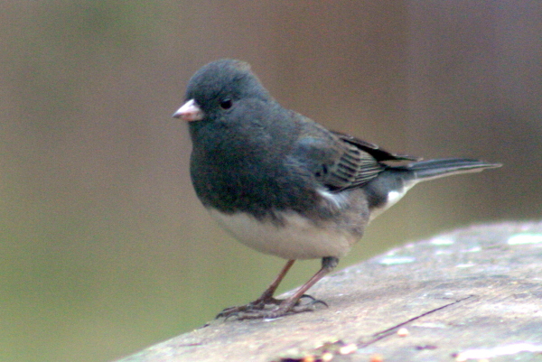 Junco pizarroso (Junco hyemalis), una ave apizarrada.