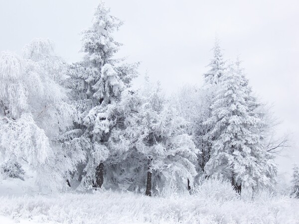 Blanco: del color de la nieve.