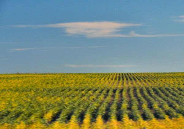 La soja se ha convertido en un cultivo muy importante para la economa de gran parte del continente americano