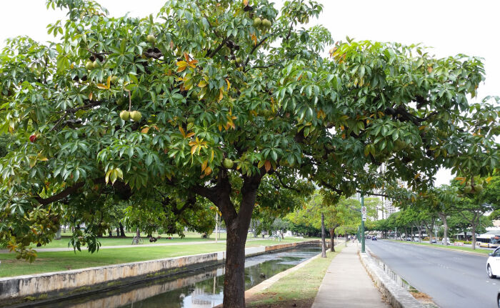 Sterculia foetida, una esterculicea