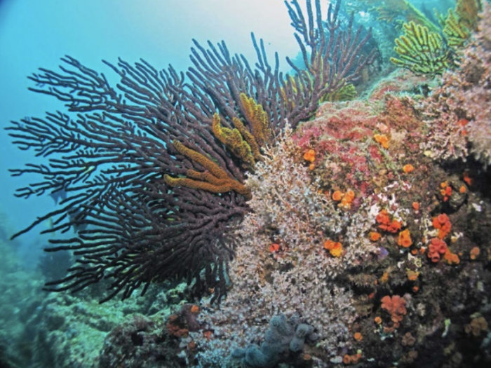 Substrato rocoso con varias especies de Cnidarios