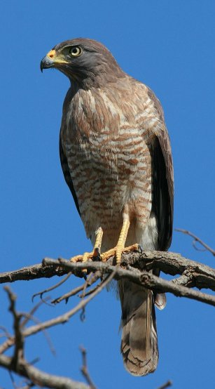 Taguato o taguat. Aguilucho de 34 cm de largo y no ms de 300 grs, de nombre cientfico rupornis magnirostris, (para algunos autores en el gnero Buteo), se alimenta de animales pequeos y su grito es muy caracterstico. 