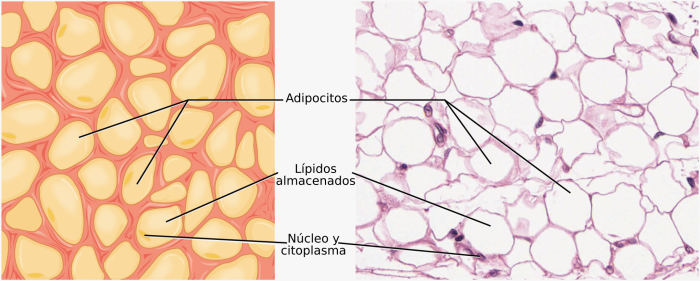 tejido adiposo