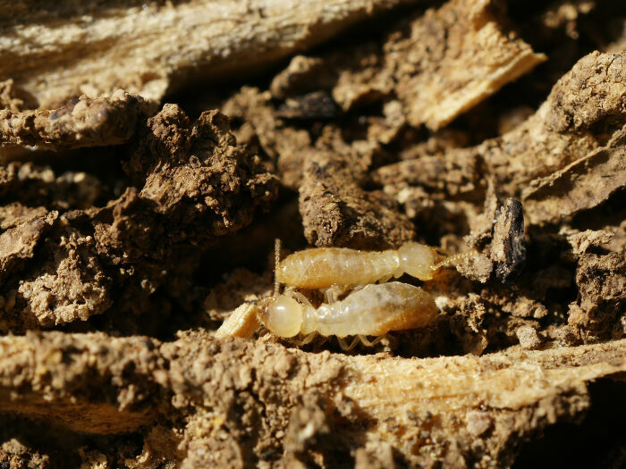 Las termitas son insectos xilfagos