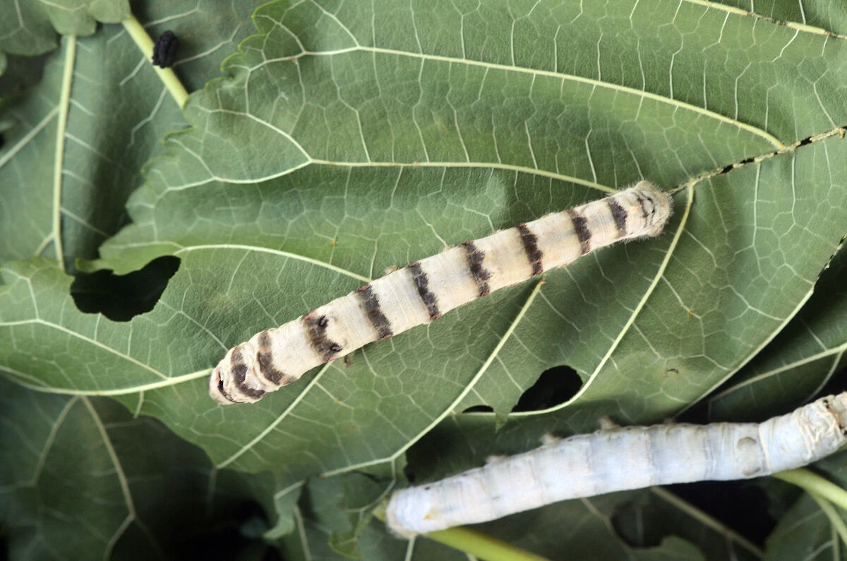 Significado de «pebrina»