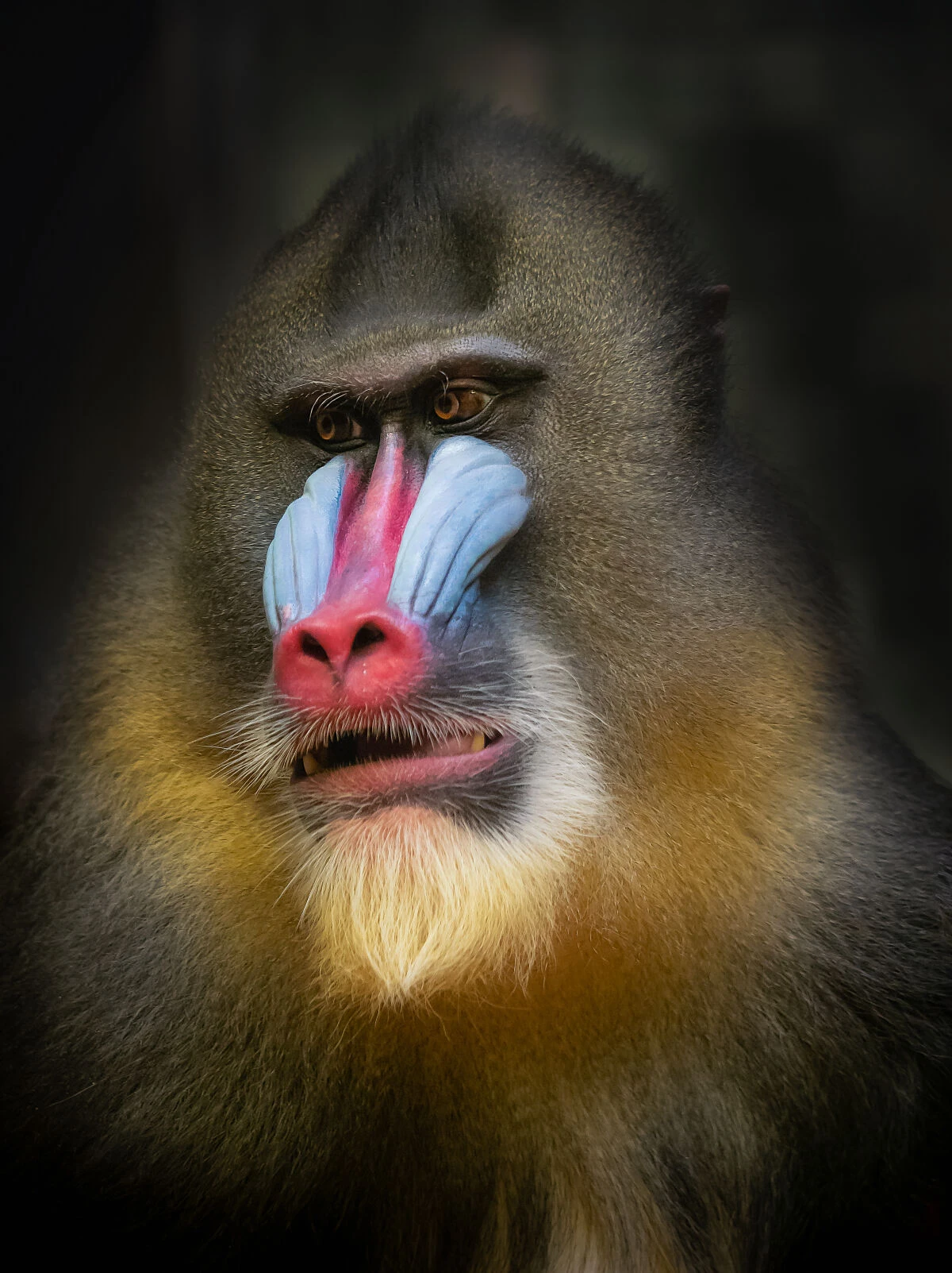 Significado de «mandril»