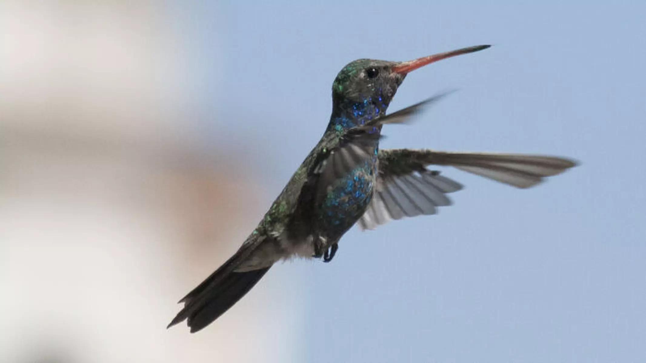 Significado de «chuparrosa»