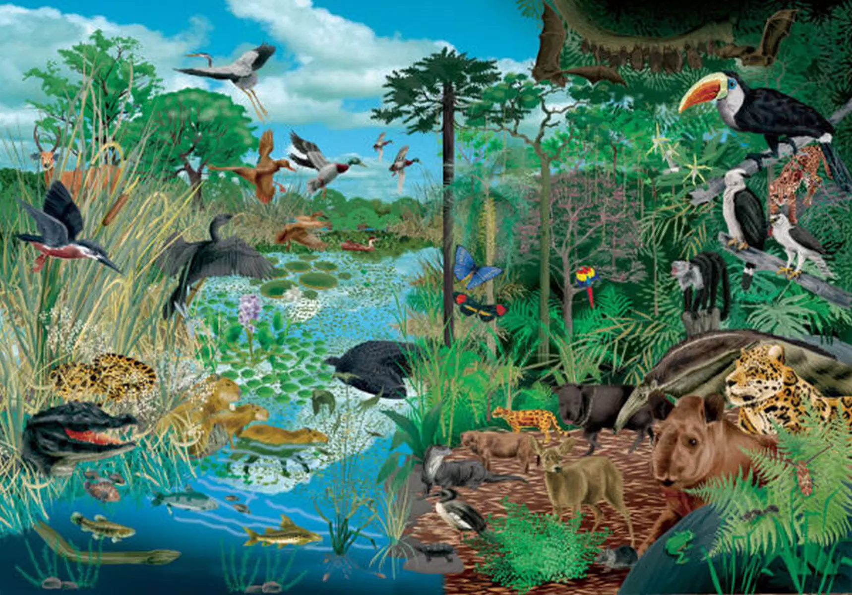 Ecosistema Significado De Ecosistema
