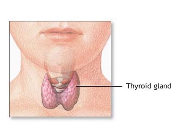 Ubicacin de las glndulas tiroides en los humanos