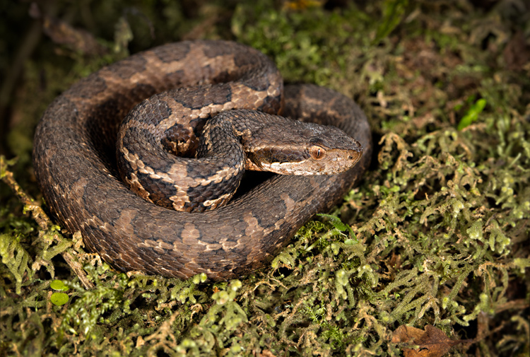 Toboba de altura (Cerrophidion godmani)