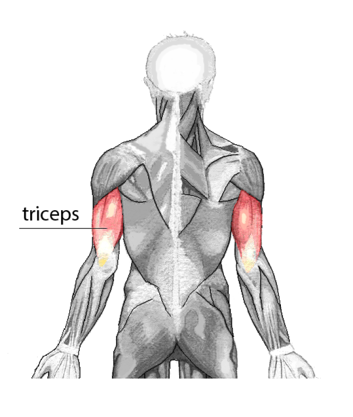 trceps
