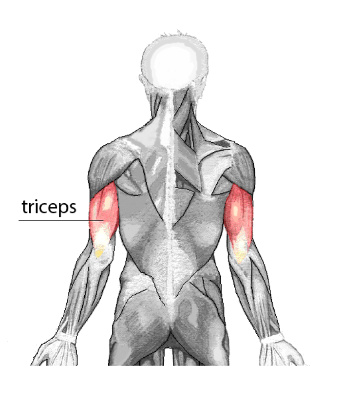 Trceps