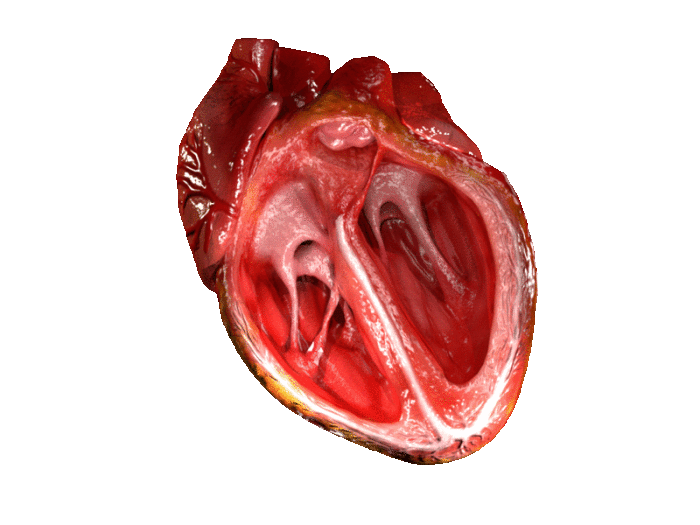 Diseño tridimensional: corazón latiendo