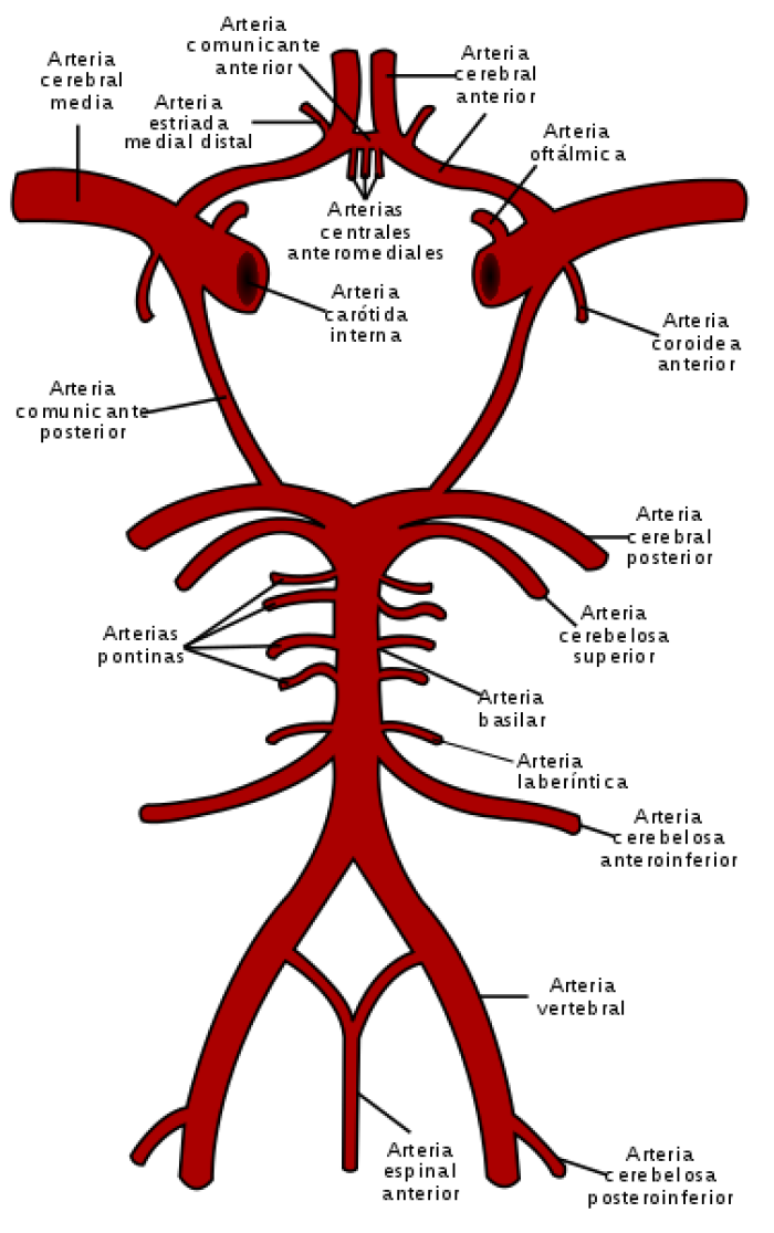 Representacin esquemtica del polgono de Willis, las arterias del cerebro y el tronco cerebral