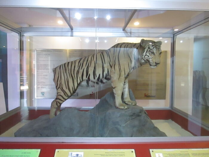 Tigre de Bengala truncho exhibido en un museo de Cali