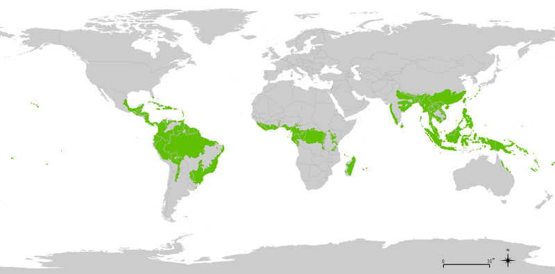 Ubicacin de las selvas o bosques lluviosos en el mundo.