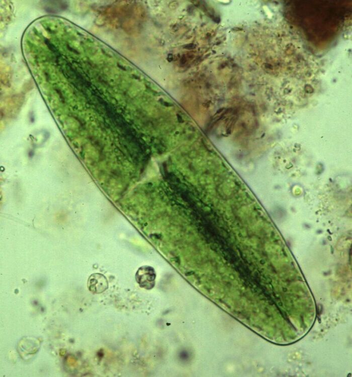 Las algas verdes, que comprende alrededor de 40 gneros y 5000 a 6000 especies, son es su mayora unicelulares