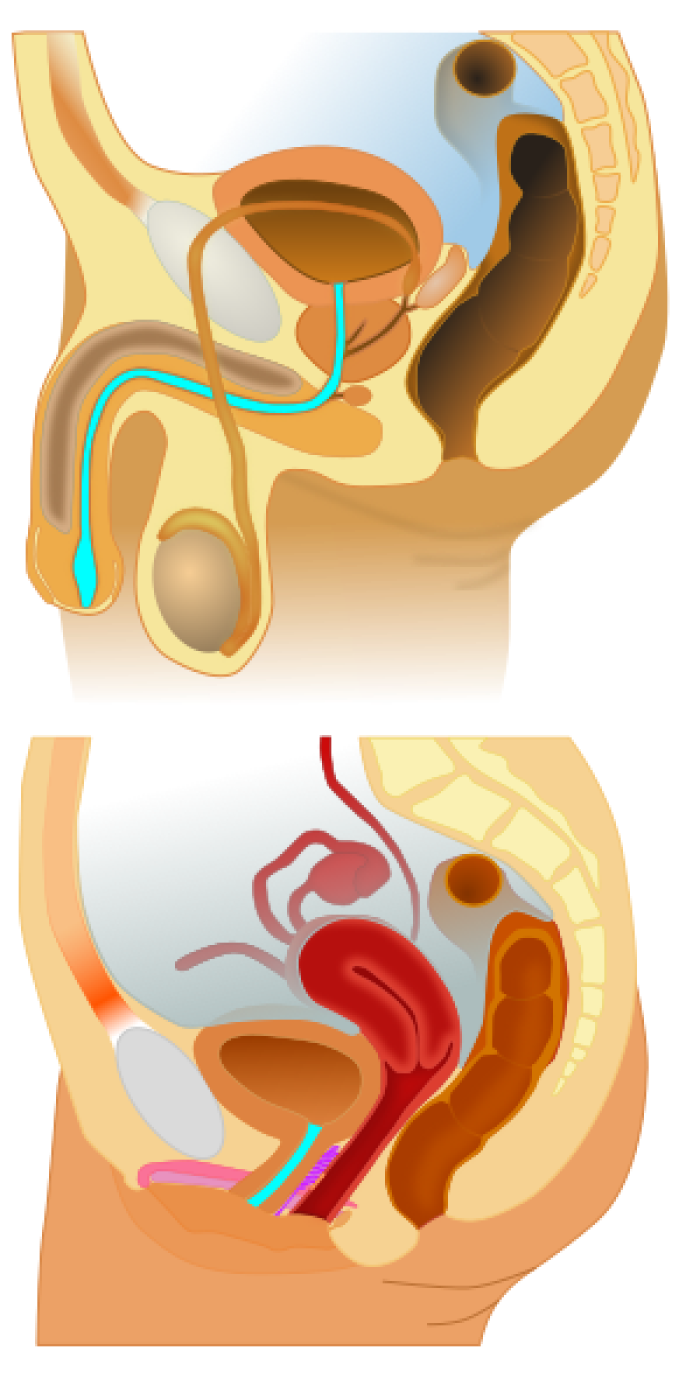 Uretra masculina y femenina