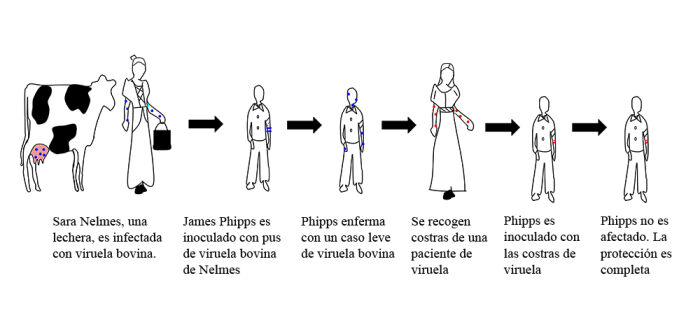 Proceso de creacin y prueba de la vacuna contra la viruela