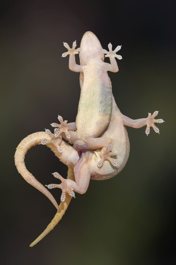 Vista ventral de una pareja de Hemidactylus frenatus