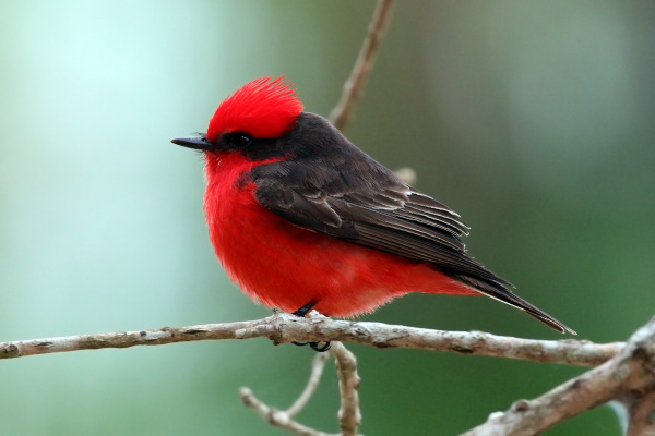 Pjaro (Pyrocephalus rubinus) de plumaje bermelln y negro