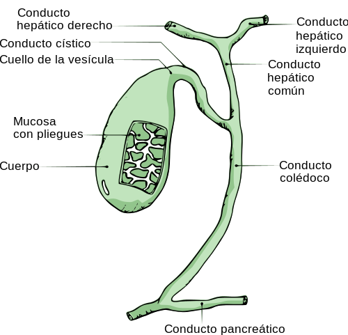 Estructura de la vejiga de la bilis