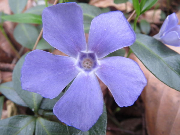 Flor vinca o bigaro.