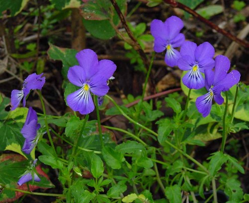 violeta, violceas