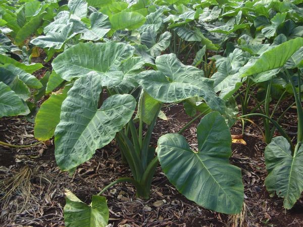 Tiquisque o tiquizque es una planta de la familia arceas, con hojas grandes, gruesas , triangulares y aflechadas, y rizoma comestible tanto para animales como para humanos.