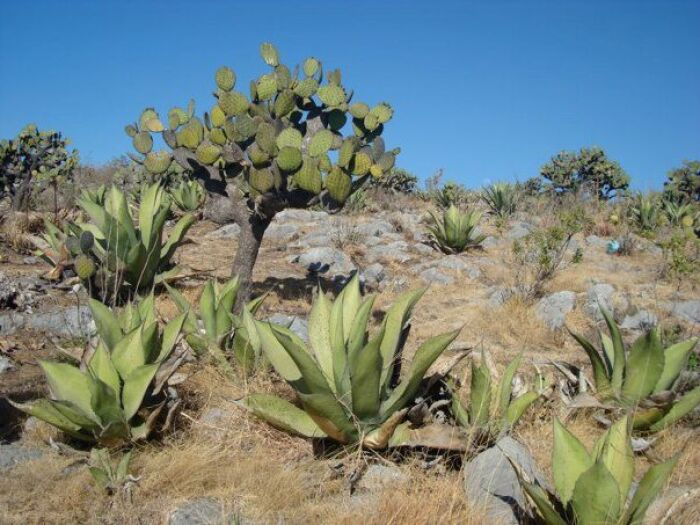 Matorral de plantas xerfilos