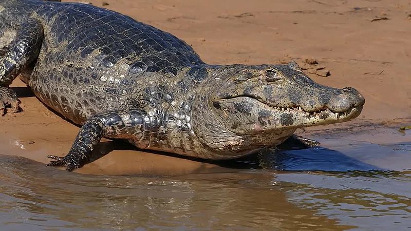 Yacare caiman