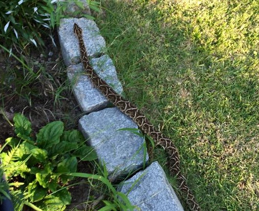 Yarar comn (Bothrops alternatus)