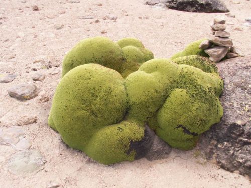 Llareta o yareta, Azorella compacta.