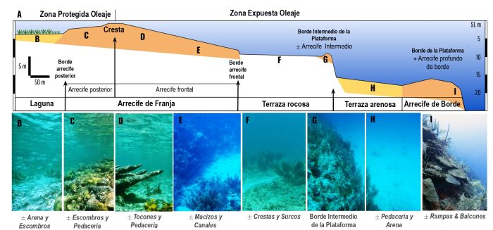 Un ejemplo de zonacin en este esquema llamado: Distribucin espacial del marco bio-geomorfolgico a lo largo de un perfil arrecifal hipottico