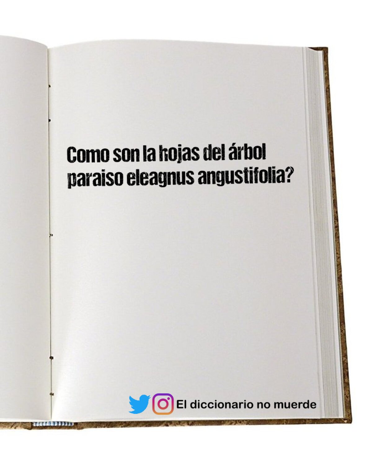 ¿Cuál es el propósito de las doce derivaciones en un electrocardiograma?