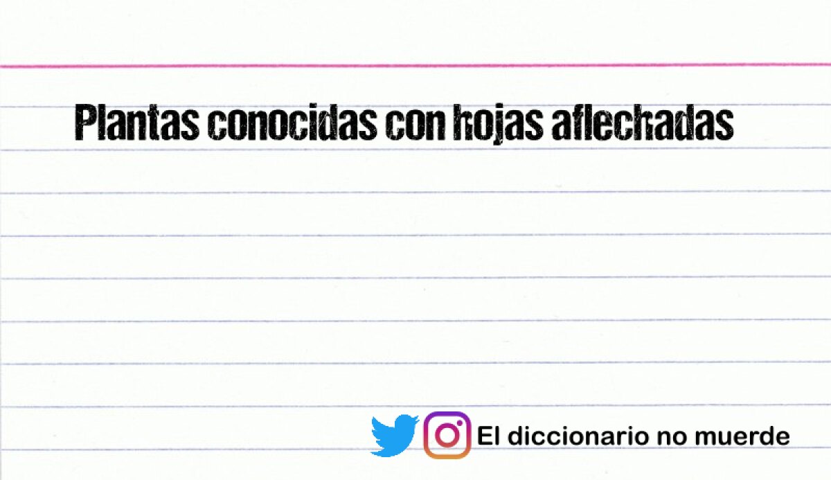 Plantas conocidas con hojas aflechadas