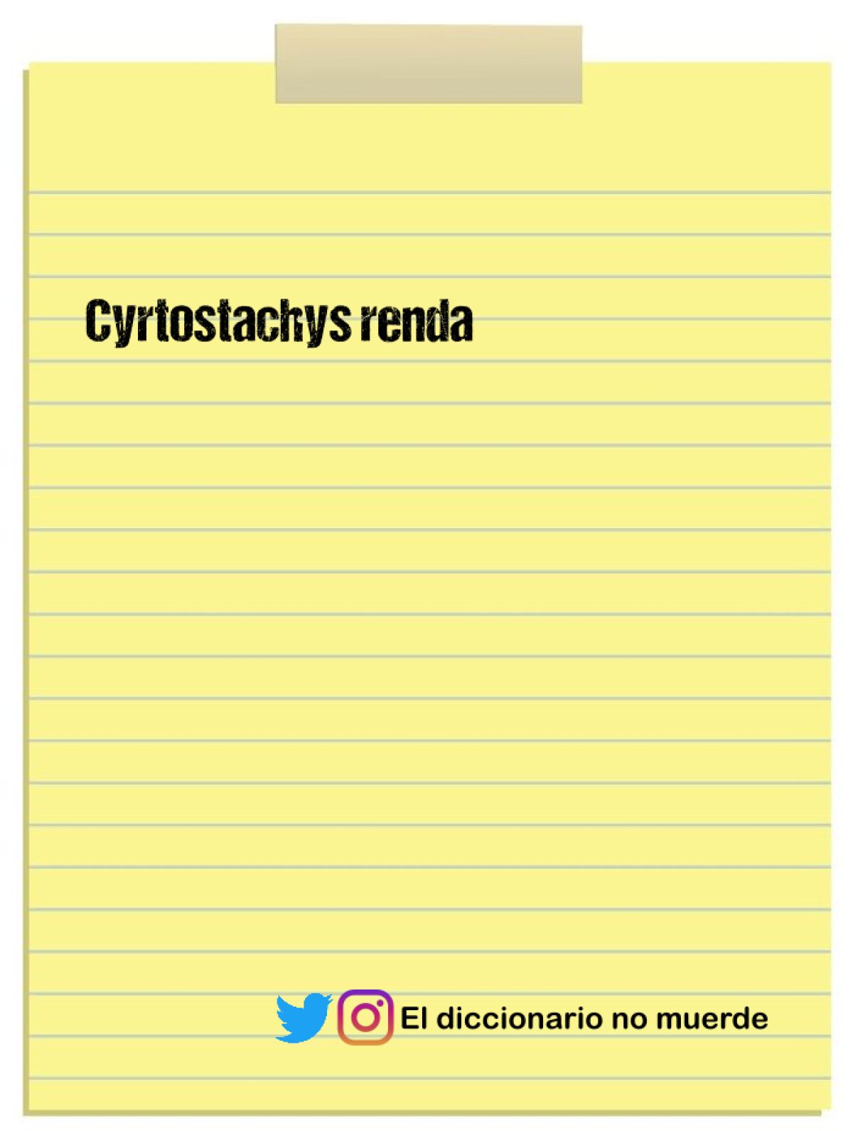 Cyrtostachys renda