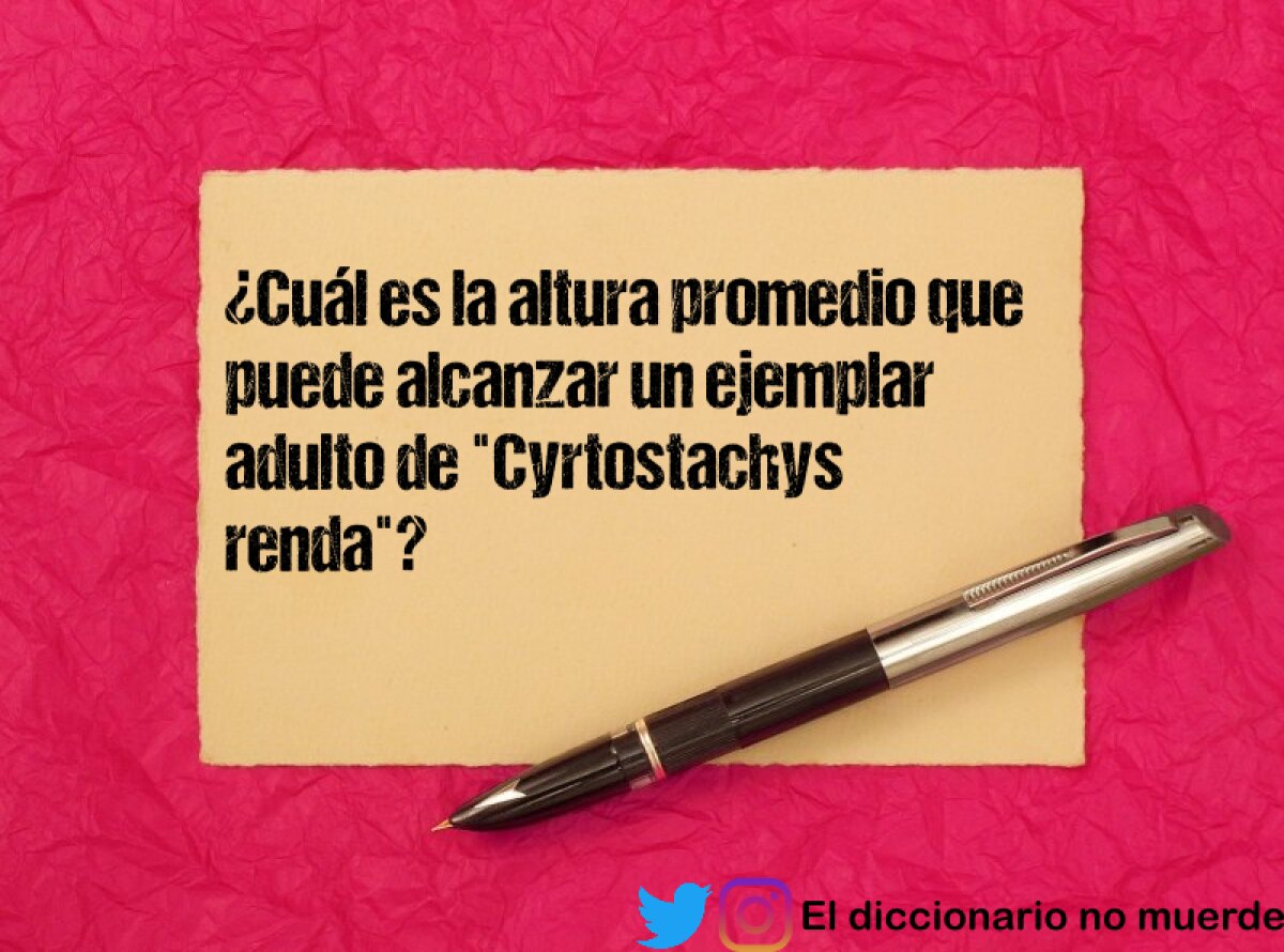 ¿Cuál es la altura promedio que puede alcanzar un ejemplar adulto de "Cyrtostachys renda"?